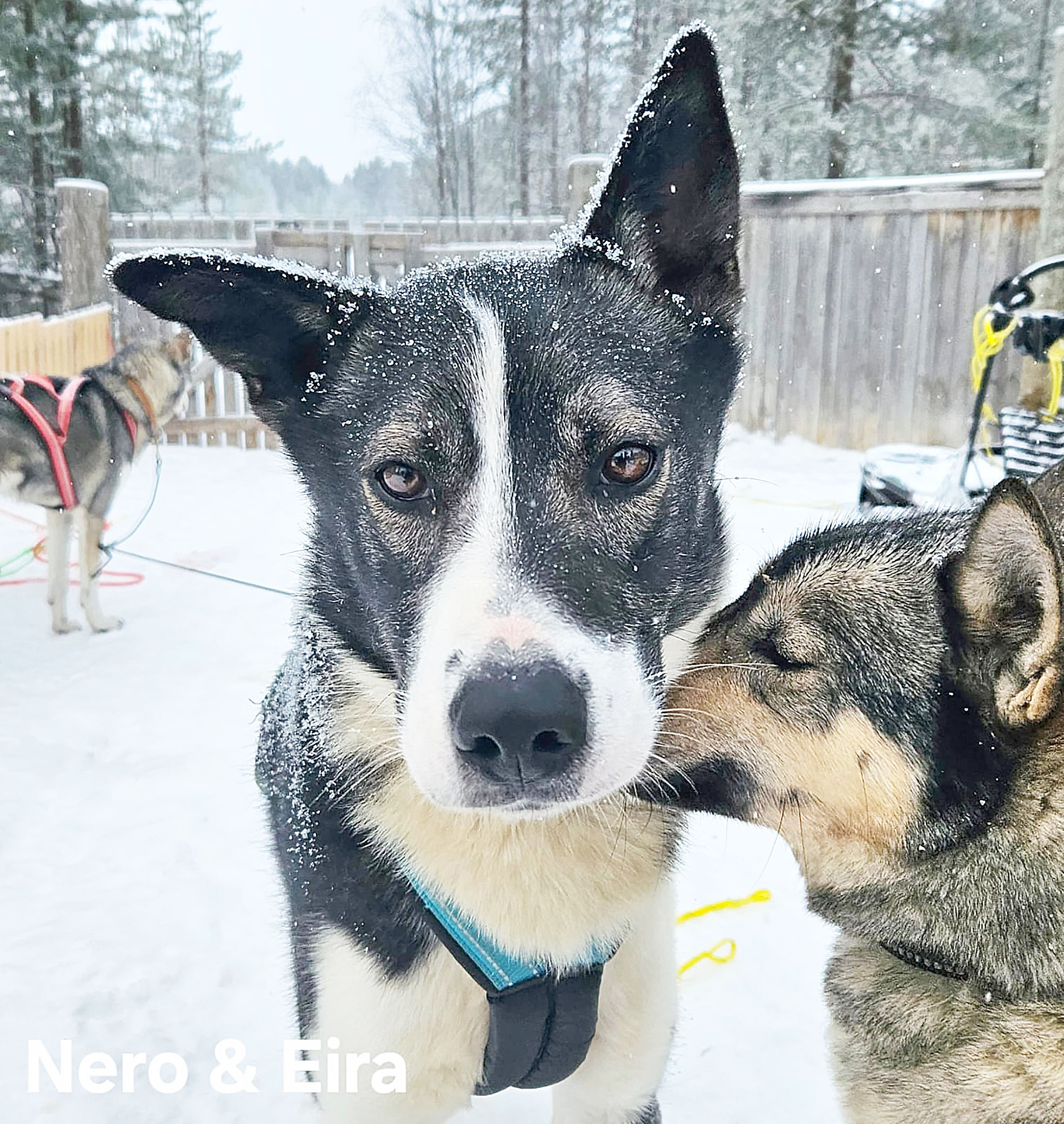 Nero odottaa jo talvea. 