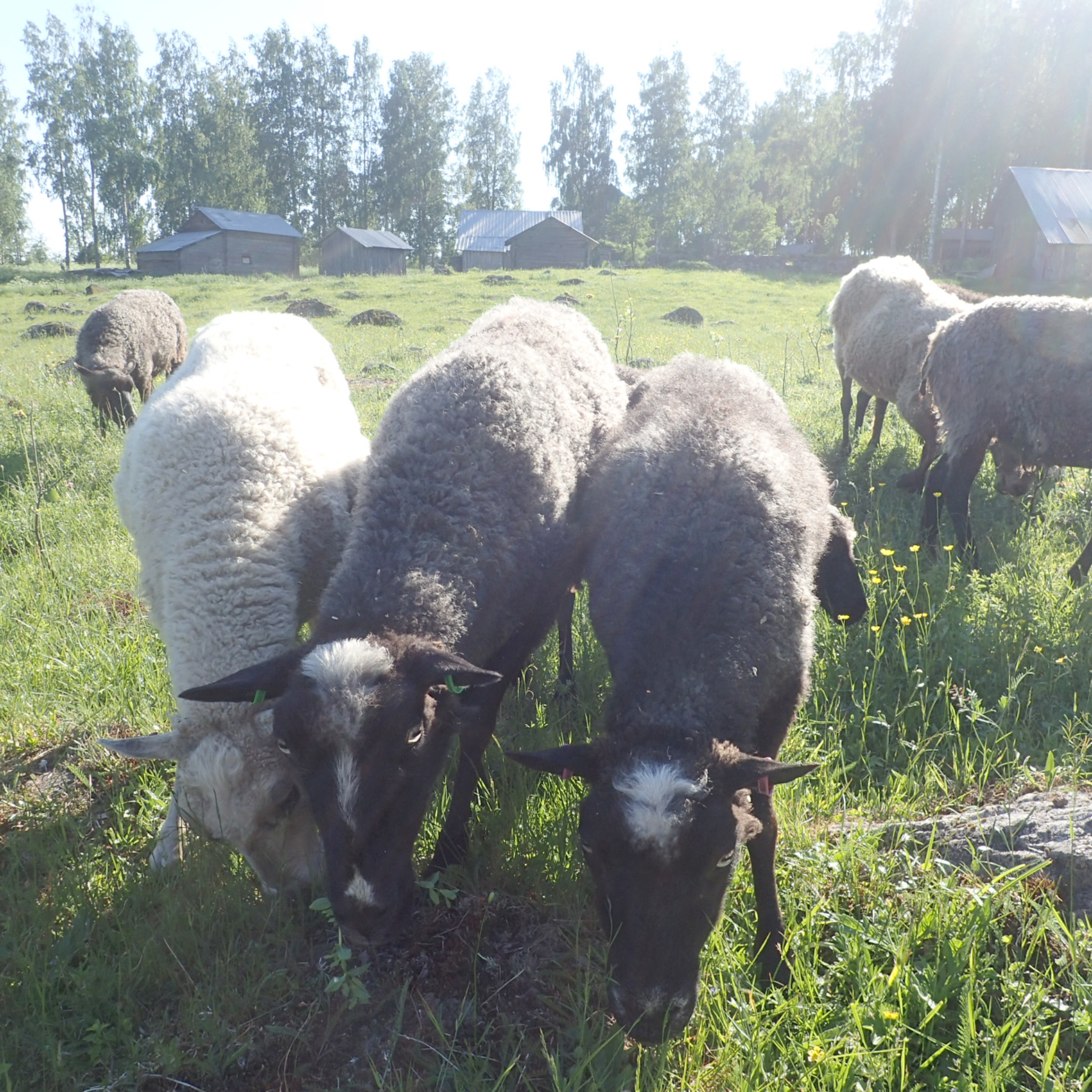 Nevalan luontotilalla kasvatetaan lampaita ja samalla hoidetaan perinnemaisemaa. Kuva Sonja Linnala