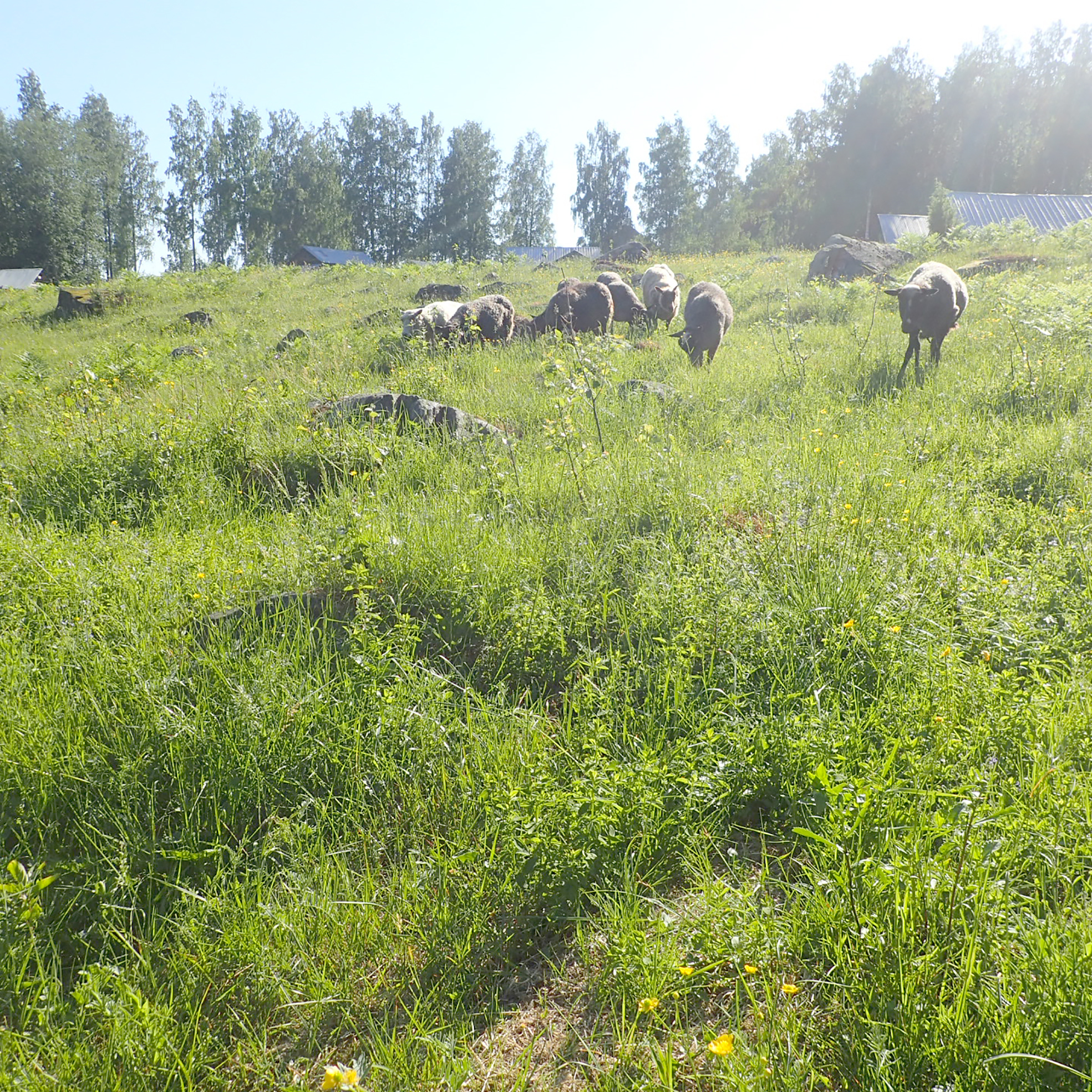 Nevalan luontotilalla kasvatetaan lampaita ja samalla hoidetaan perinnemaisemaa. Kuva Sonja Linnala