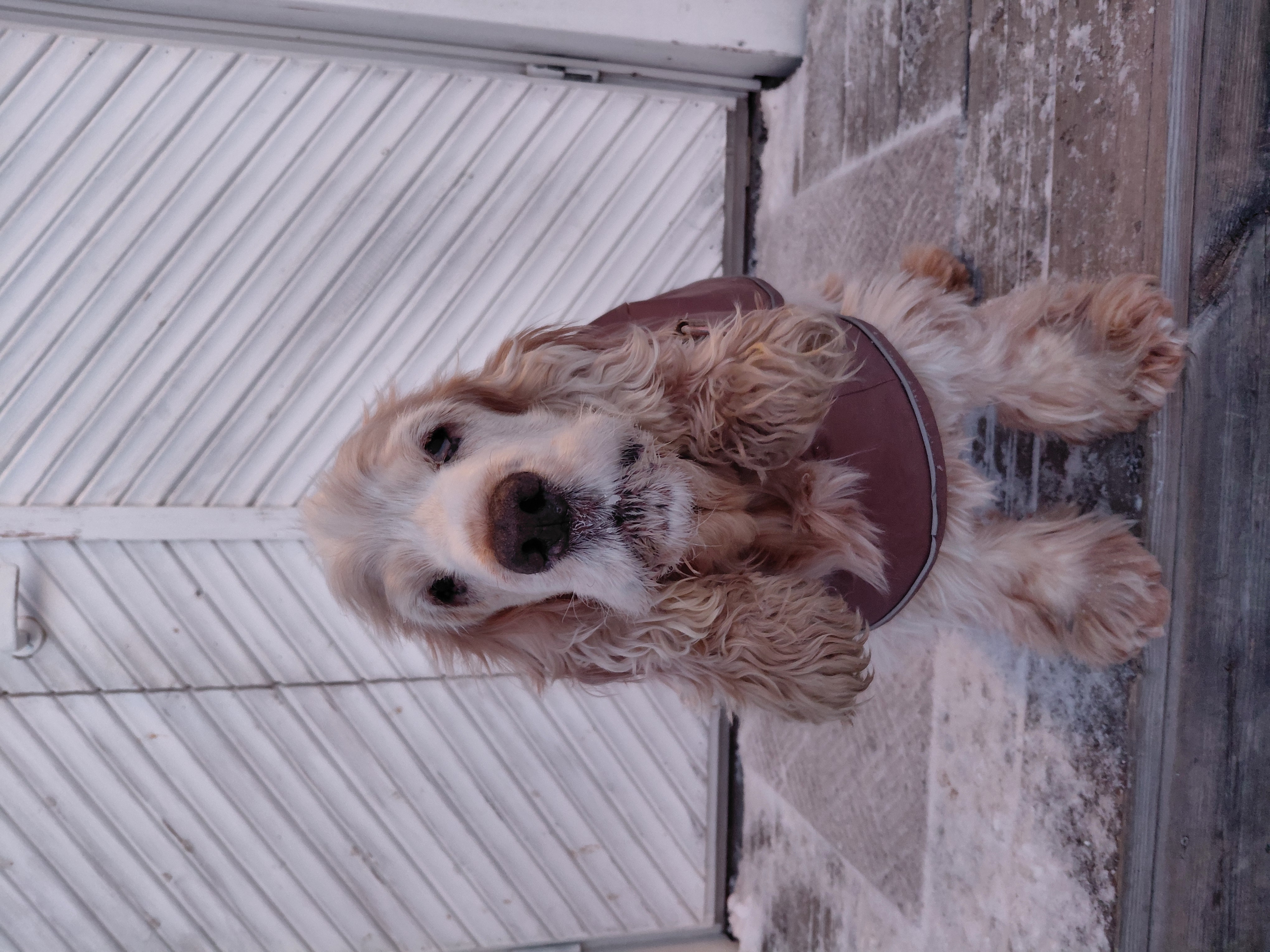 Kohta 14-vuotias cockerspanieli Pele on luppakorvineen ja rähmivine silmineen eläinlääkäreille tyypillinen asiakas. Läheltä saatavat palvelut ovat Pielisen Karjalassa tarpeellisia, siksi Juukaan odotetaan uutta eläinlääkäriä innolla. 
