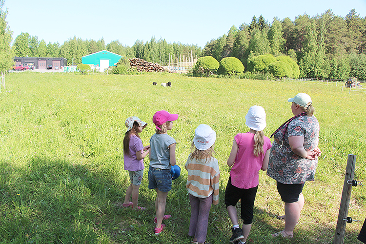 Lampaat laitumelle. Hilma (vas.) Laura, Nora ja Helmi saattelivat Sanna Kankaan kanssa lampaat päiväksi laitumelle