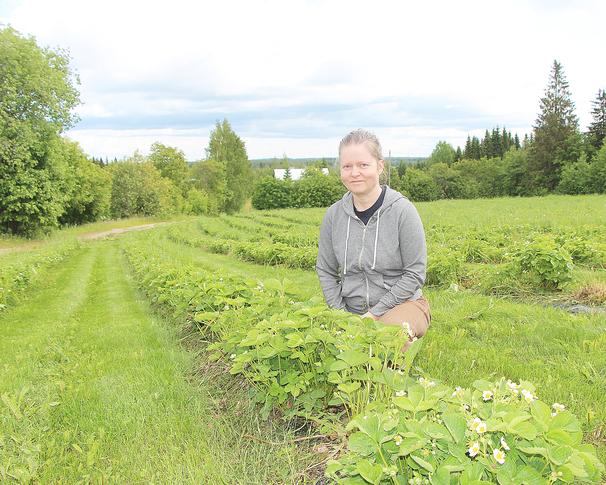 Heidi Tanskasen mukaan Välivaaran tilalta saadaan mansikkaa heinä-elokuussa. 