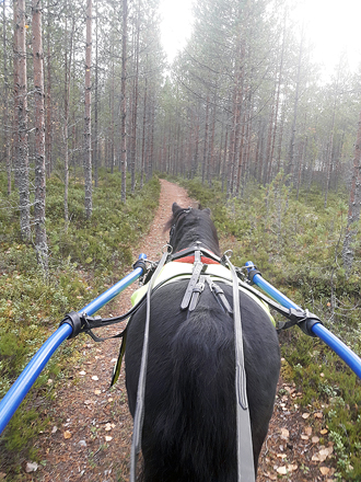 Vihtasuon maastotaitoratsastuskilpailussa testataan ratsukon tai valjakon taitoja liikkua maastossa ja eri ympäristöissä.