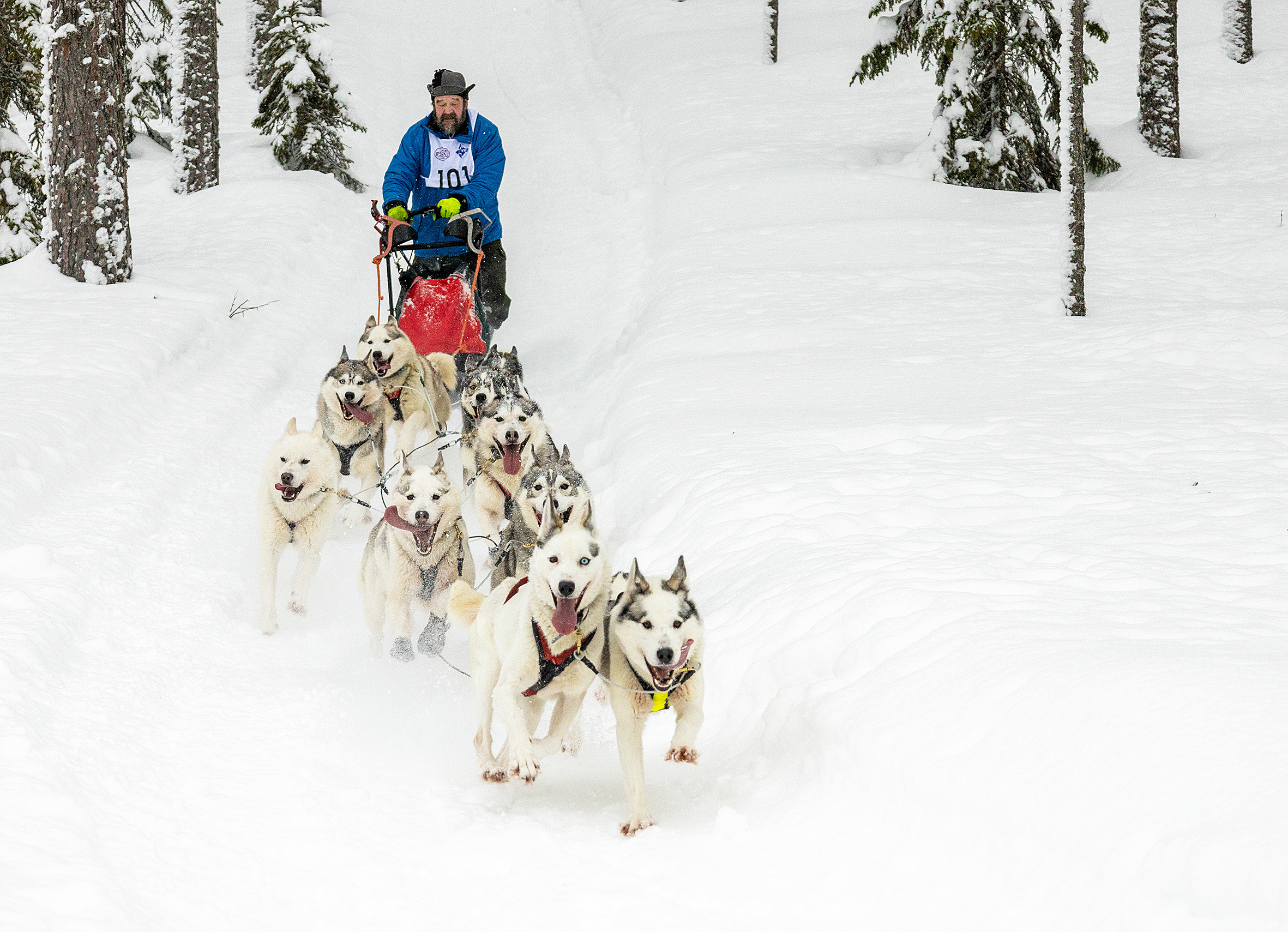 Jussi Pietikäinen valjakkoineen kisaamassa Ruunaan Neitikoskella vuonna 2021. Kuva: Milla Tirkkonen
