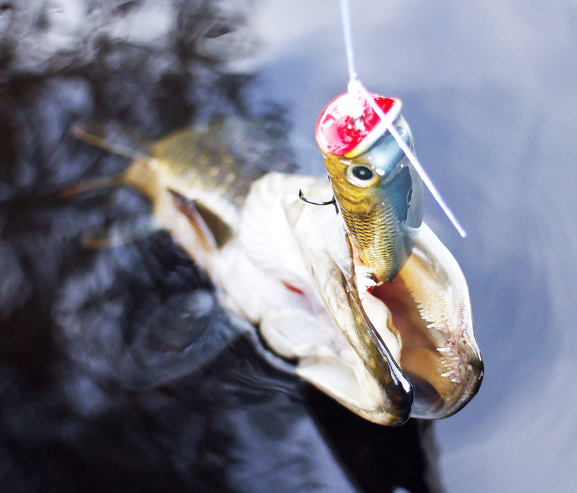 Pienetkin lampivedet ovat täynnä kalaelämyksiä. Pinnassa pulahteleva popperi houkutteli hauen.