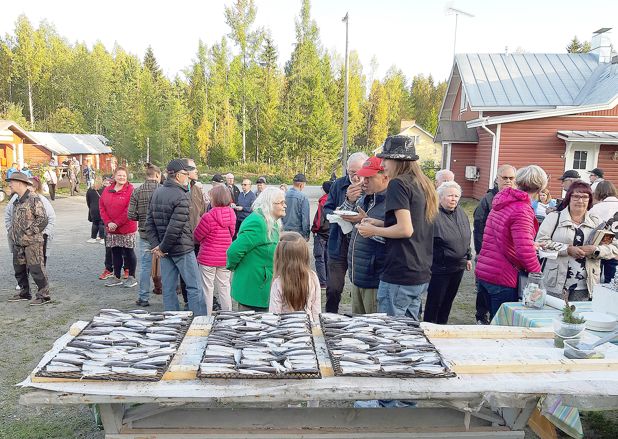 Sadonkorjuujuhlien perinne Kolilla jatkuu syyskuun 12. päivä. Ennen Seurojentalolla järjestettävää iltaohjelmaa päästään nauttimaan muun muassa savustettavista muikuista. VS-arkistokuva