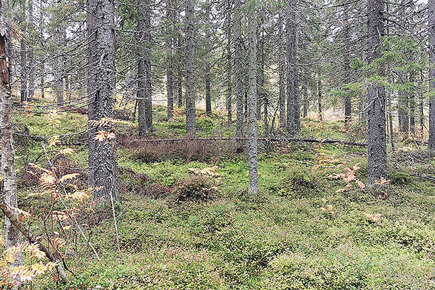 Suomen Metsäsäätiö on saanut yli miljoonan euron arvoisen testamenttilahjoituksen. VS-kuvituskuva