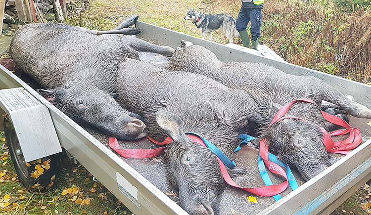 Hirven kaatolupien roima pudotus parin vuoden takaisesta on poistanut hirven myyntitulot metsästysseurojen talousarvioita.