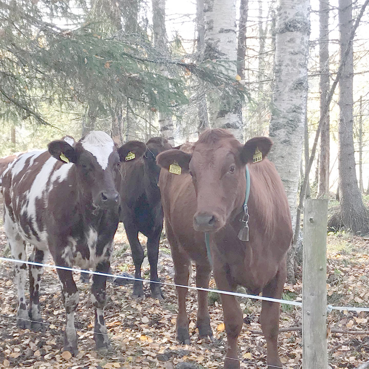 Lupaus suomalaisille tuottajille -kampanja tukee kotimaista ruoantuotantoa. Kuva: Kaija Mattila