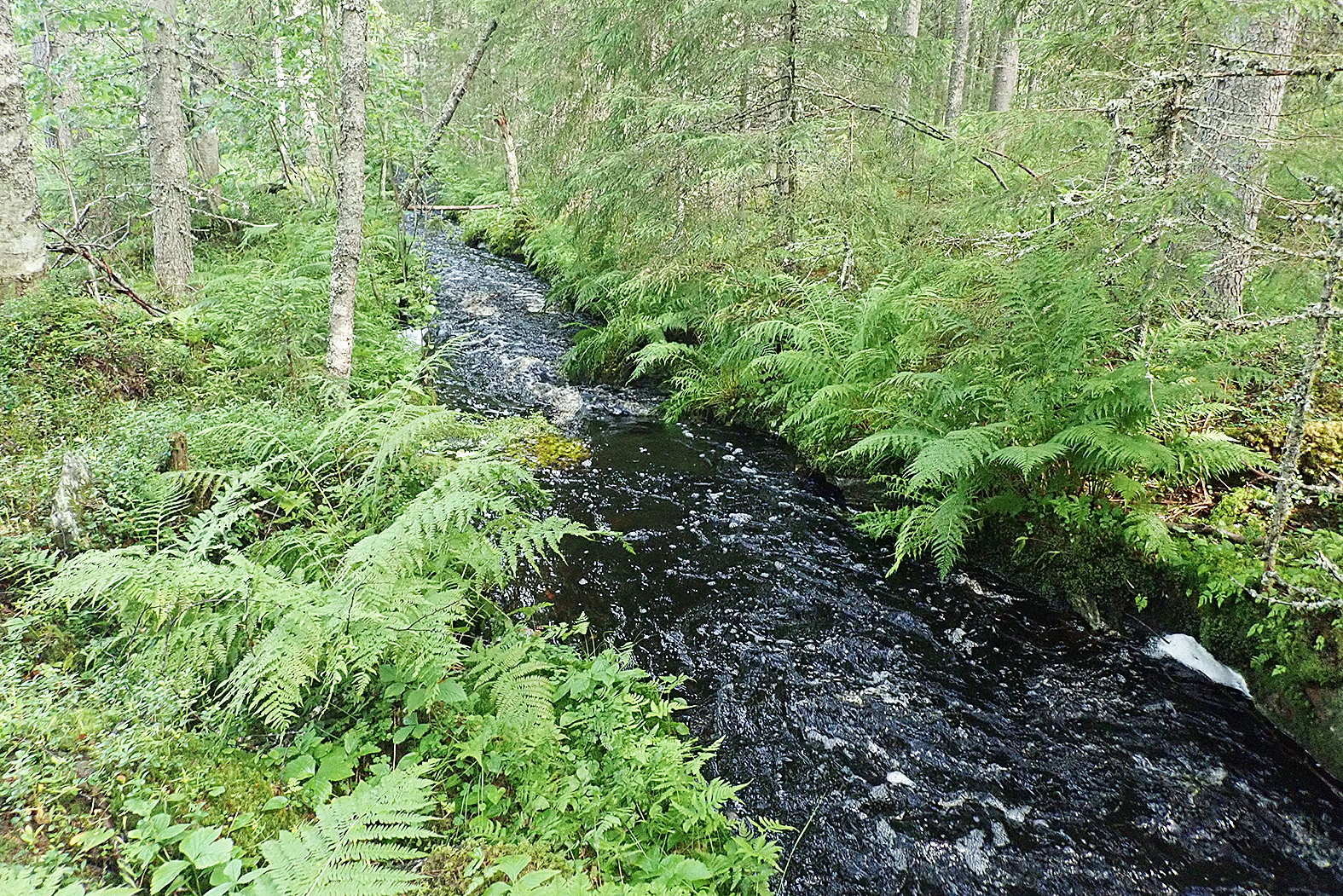 Juuan alueella sijaitseva Korisevanpuro ja muu Juuan veet ja vaarat -Helmi-keskittymä on esimerkki monimuotoisuuskeskittymästä.  Kuva Reima Hyytiäinen/ Pohjois-Karjalan ely-keskus. 