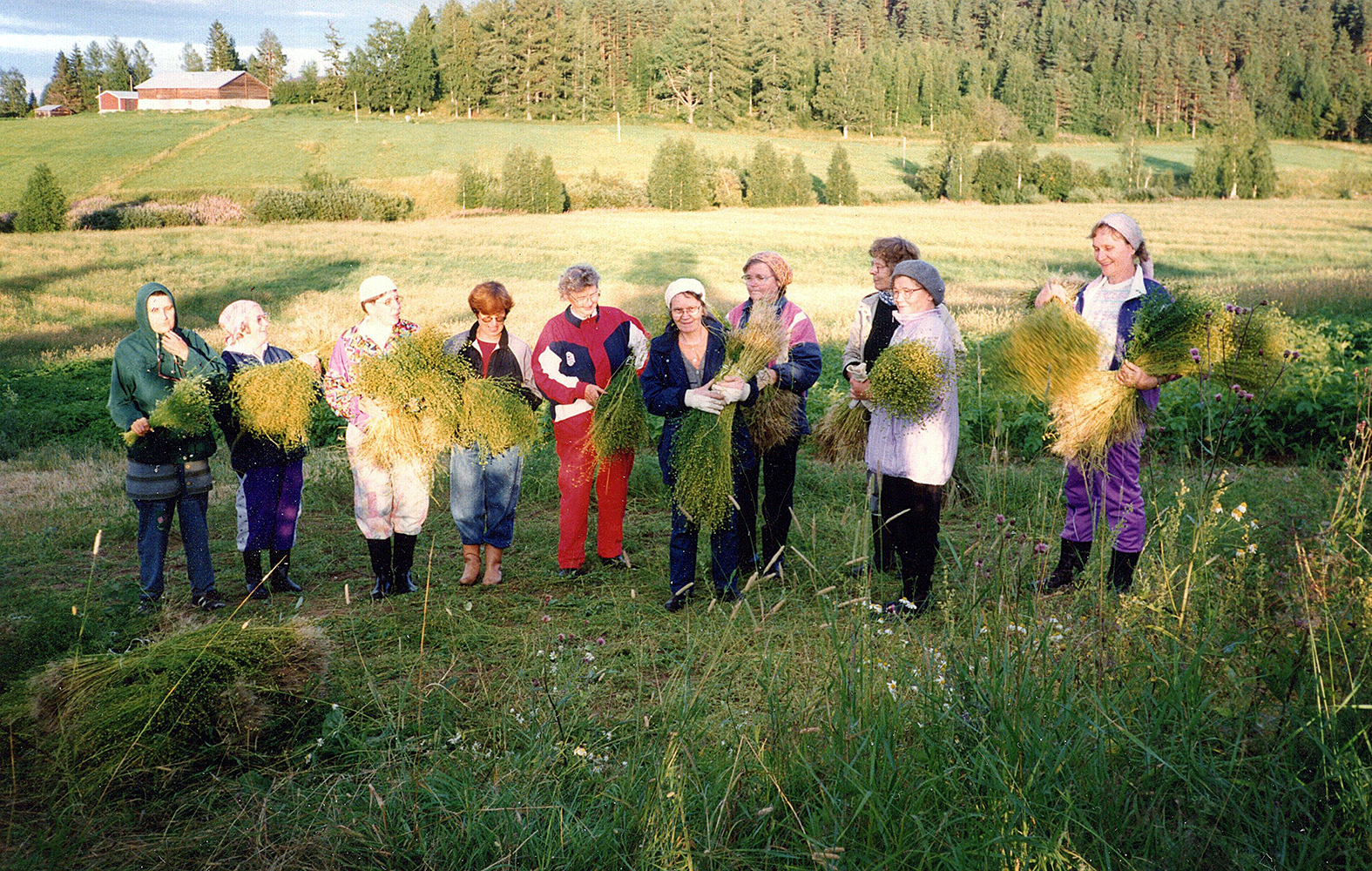 Vuokon Martat kasvattivat pellavaa. Sato korjattiin yhdessä. Kuva Vuokon Marttojen arkisto.