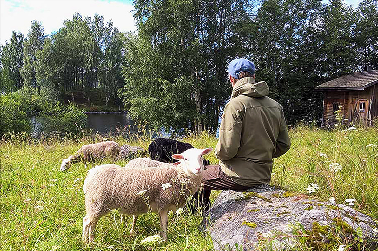 Kolin kansallispuistossa paimenviikkoja järjestetään Lakkalan ja Seppälän tiloilla. Kuva Jukka-Pekka Ronkainen