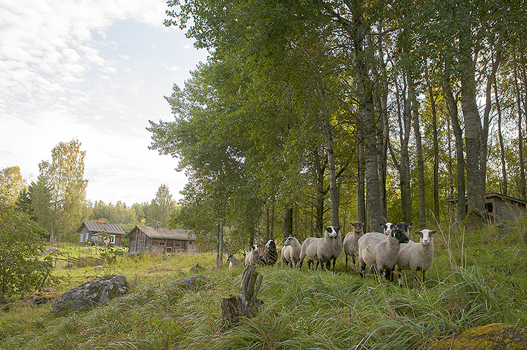 Lakkalan tila oli kolmanneksi haetuin Paimenviikkojen kohteista. Kuva Kirsti Hassinen 