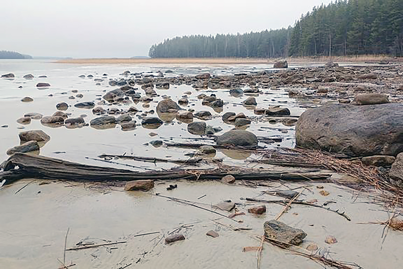 Pielisen vedenkorkeus oli torstaina 28.11.1,43 metriä matalammalla verrattuna kevään 2024 tulvahuippuun. Kuva Laukkalansaaren edustalta. Kuva Mika Pirinen/Pohjois-Karjalan ely-keskus. 