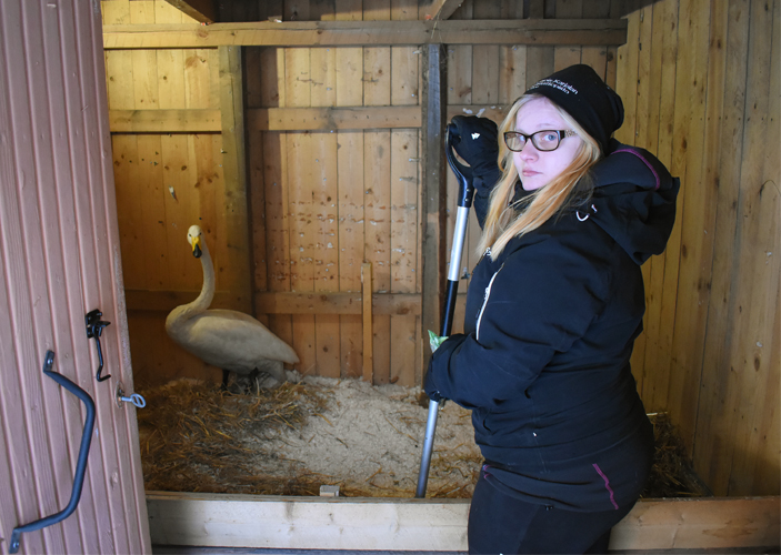 Loukkaantunut laulujoutsen tuli Emilia Erolan hoidettavaksi puolitoista kuukautta sitten. Joutsenen lentokyvystä ei ole vielä tietoa, mutta Erola toivoo sen pääsevän siivilleen keväällä.