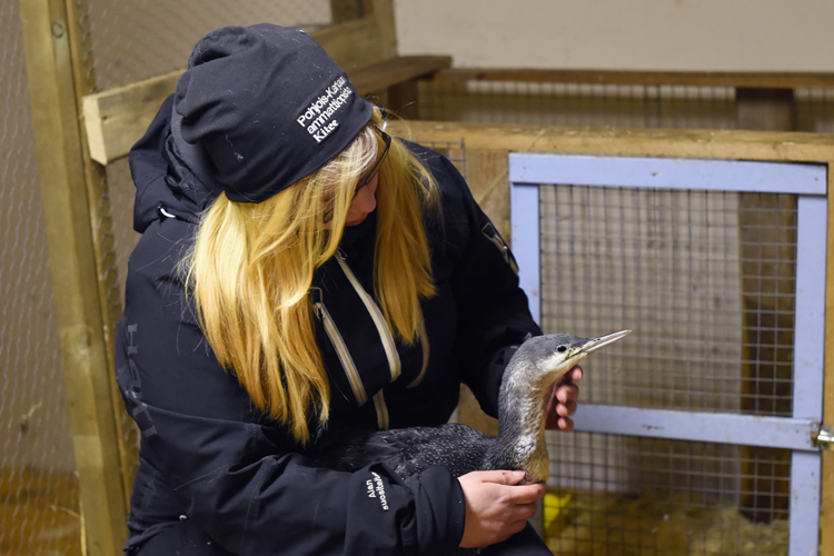 Kaikki tarinat eivät pääty onnellisesti. Vielä viime viikolla Emilia Erolan hoidettavana oli kaakkuri, joka oli uuvahtanut uutta sulapaikkaa etsiessään. Kaakkuri menehtyi valitettavasti loppiaisena revittyään rasvarauhasensa rikki.