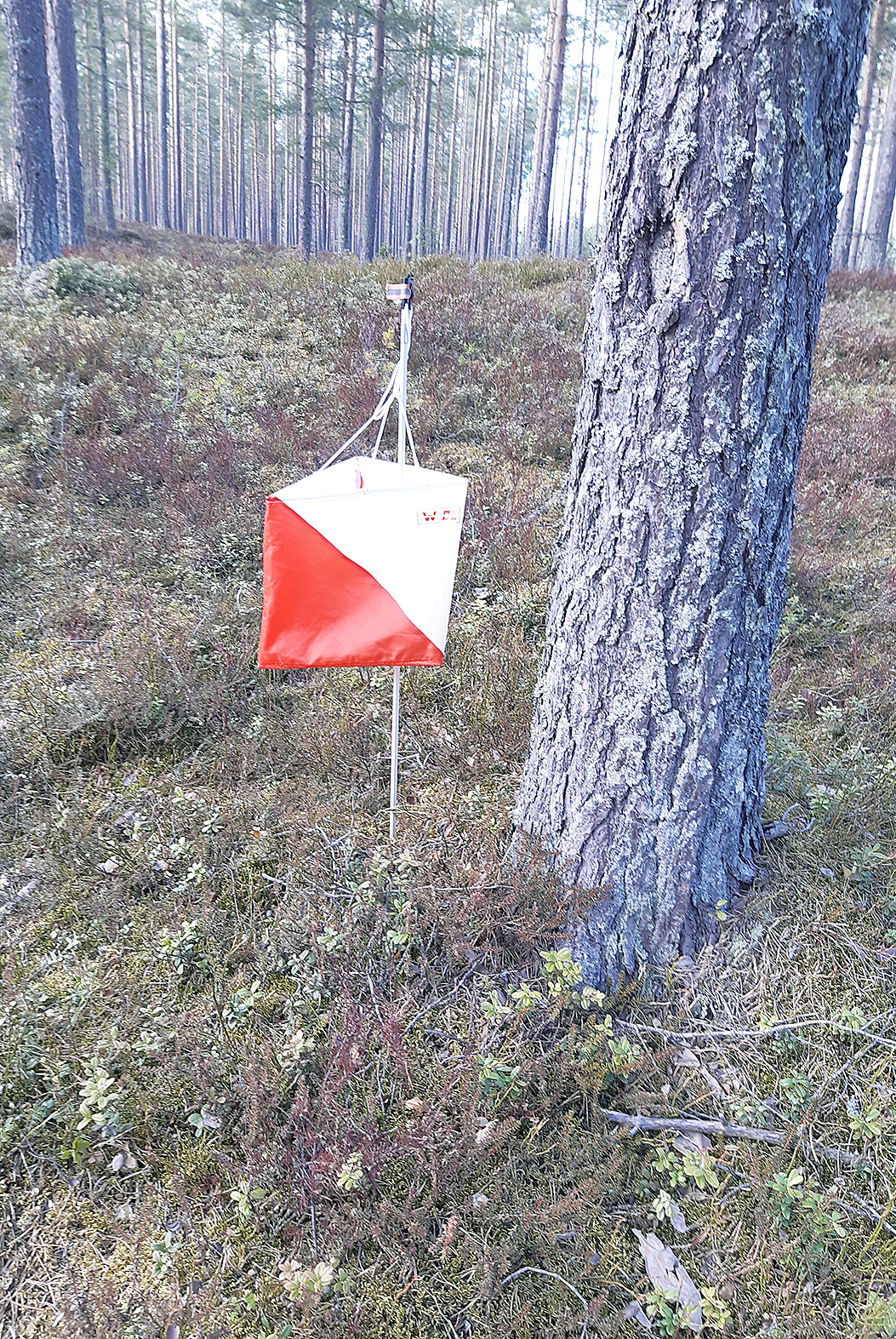 Juuan Jänteen kuntorastit alkavat helatorstaina Pankon maastossa. VS-arkistokuva