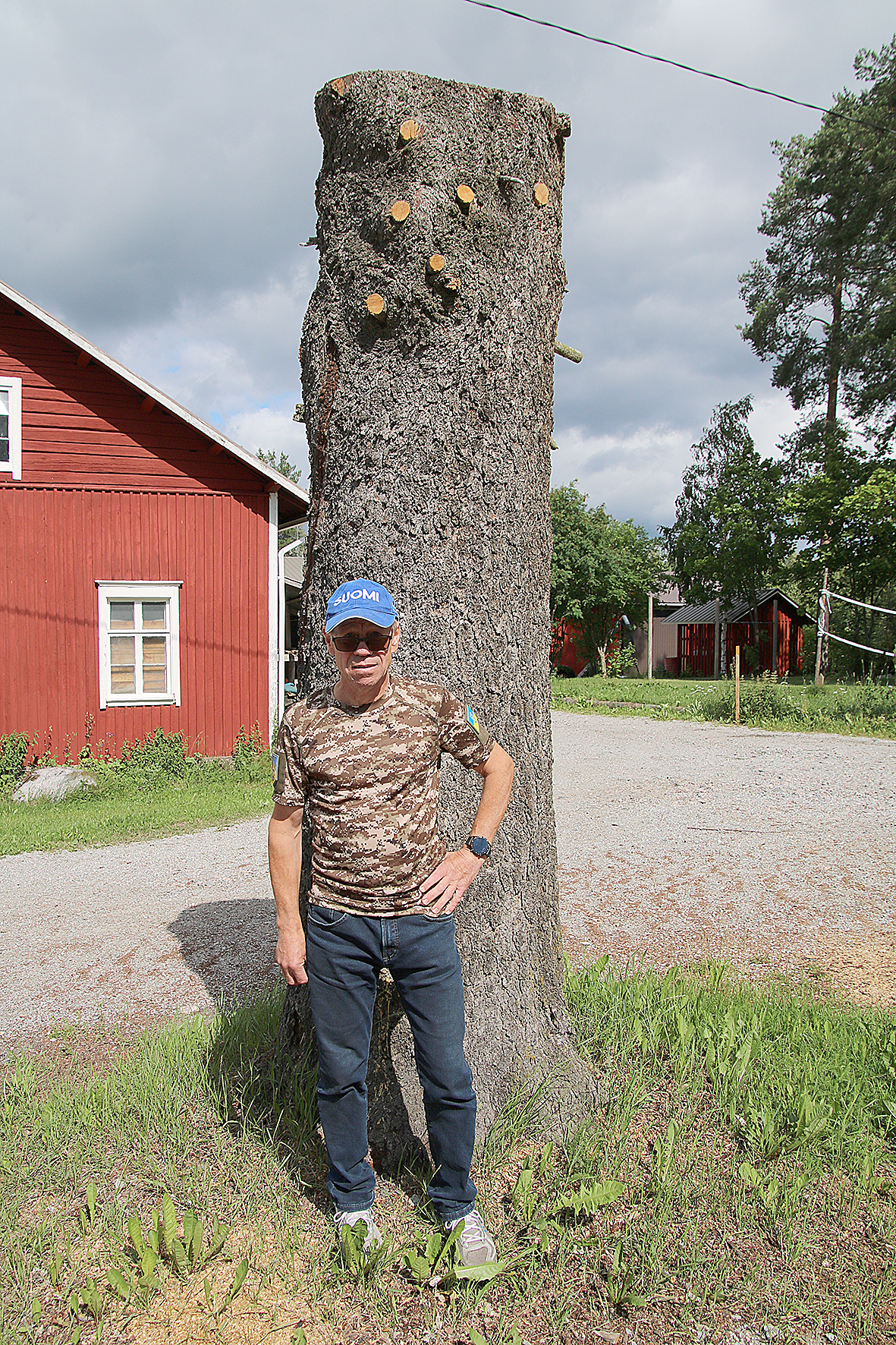 Viime kevääseen asti Kuuselan tilan pihamaata hallitsi 150 vuotta vanha kuusi, kuvassa vähän ennen kaatamista. Kuva Tapio Kortelainen
