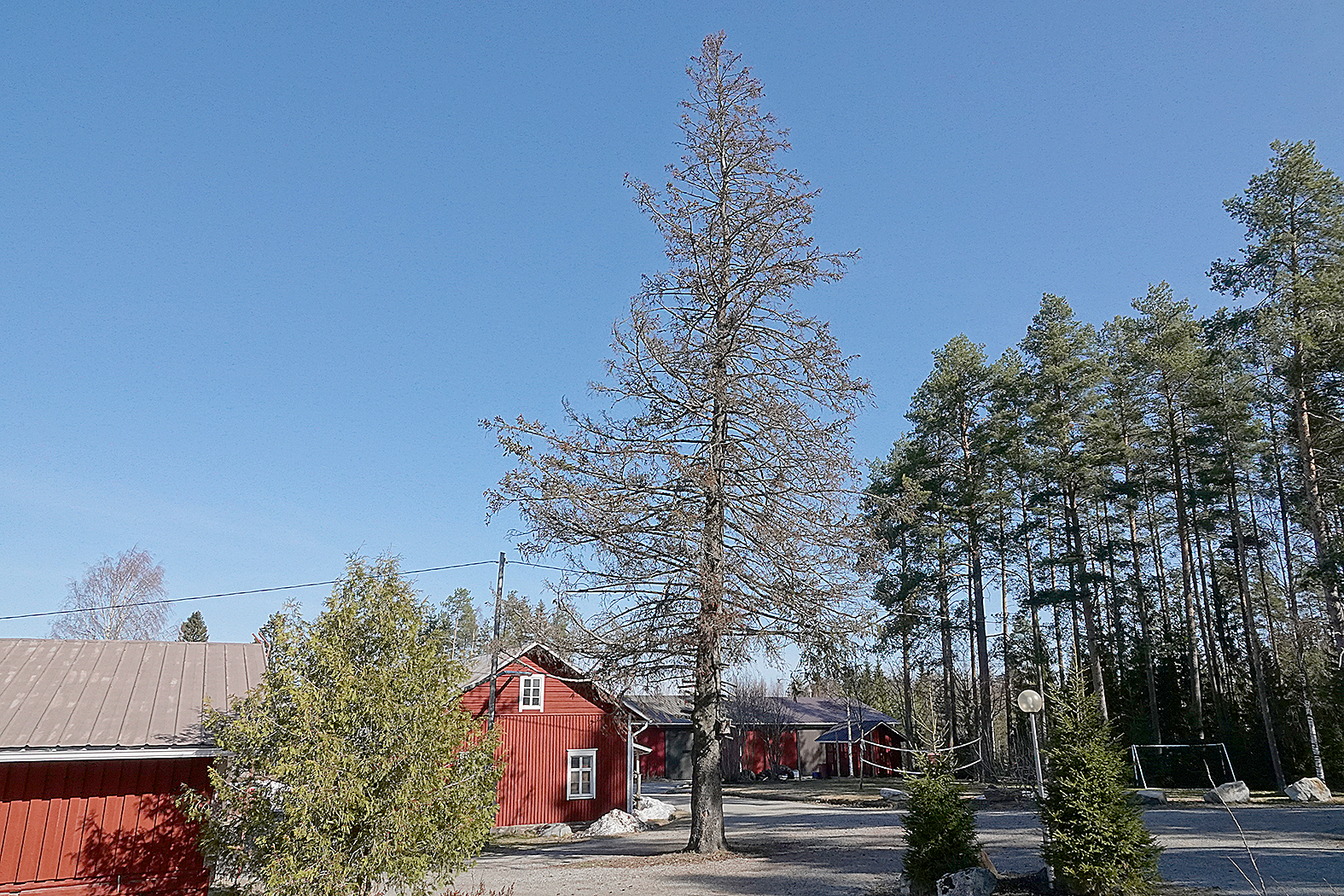 
Viime kevääseen asti Kuuselan tilan pihamaata hallitsi 150 vuotta vanha kuusi, kuvassa vähän ennen kaatamista. Kuva Tapio Kortelainen
