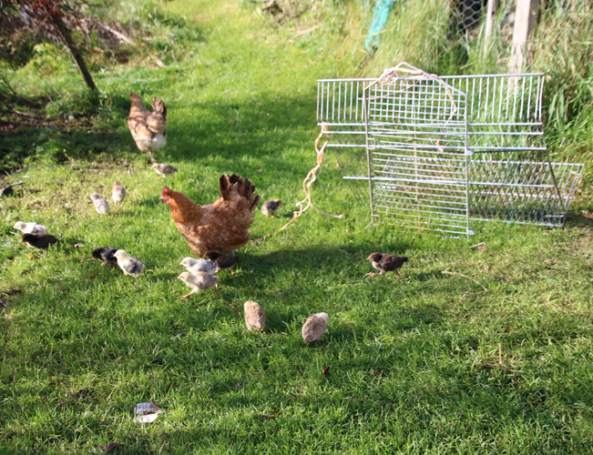 Pariviikkoiset untuvikot kirmaavat vinhasti Hallarinteen tilalla Polvelassa. Yllätystiput kuoriutuivat munista, jotka olivat salapesässä.