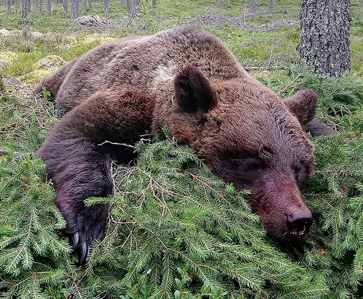 Korkeimman hallinto-oikeuden mukaan metsästyslaissa ja EU:n luontodirektiivissä säädetyt perusteet karhunmetsästyksen poikkeuslupien myöntämiseen eivät täyttyneet.
