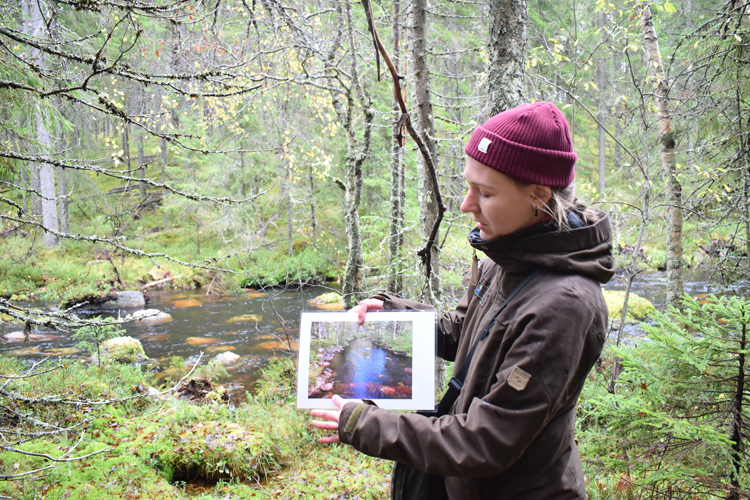 Metsähallituksen Luontopalvelut on kunnostanut Juuan Keihäsjokea yli kilometrin matkalta. Elina Rönkkö esittelee kuvasta, kuinka joen virtaus oli ennen perkauskivien siirtämistä takaisin jokeen yksipuolinen ja rännimäinen.