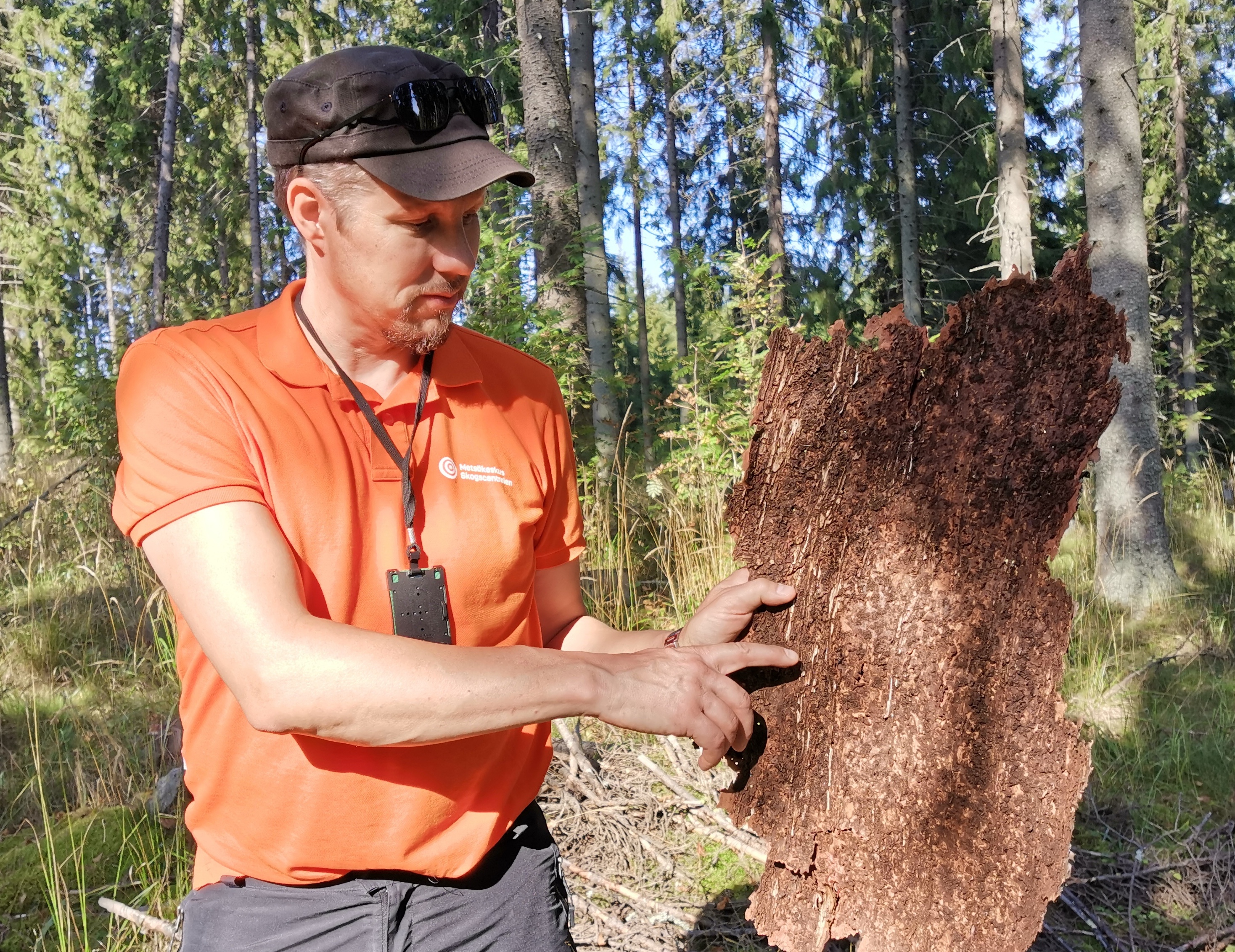 Juha Tuonosen näyttää, että jos kuusessa näkyy iskeymiä (reikiä) purukasoineen, niin kuoren alta löytyy varmistus kirjanpainajasta toukkakäytävineen.