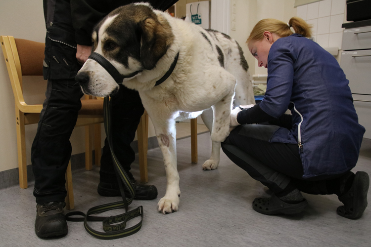 Keskiaasiankoira Posse sai jouluviikolla viiltohaavan tassuunsa, josta eläinlääkäri Maarit Vehmas poistaa ompelemansa tikit.