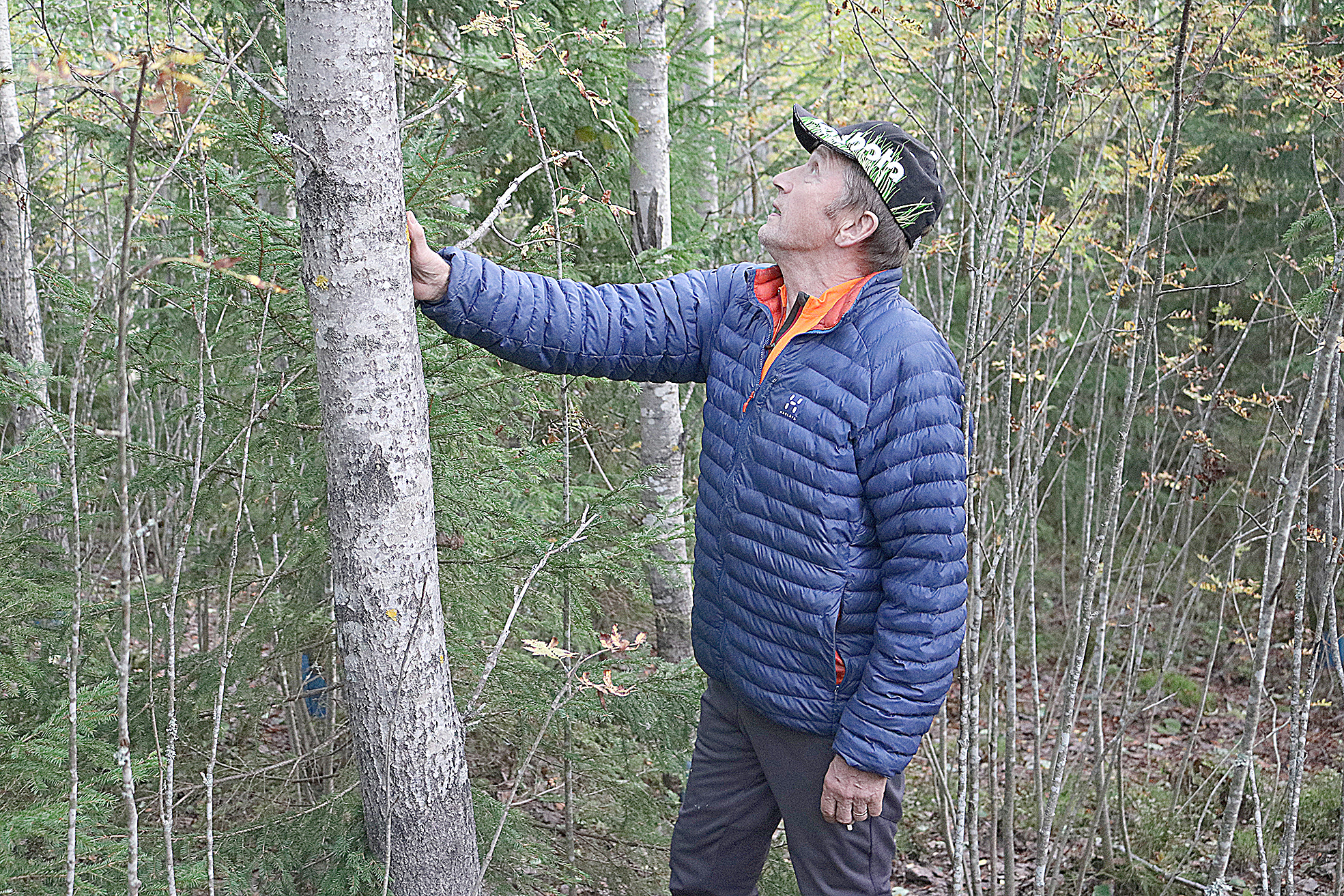 Matti Kainulainen istutti noin 600 hybridihaapaa Halivaaran Hätilän tilalle vuonna 2001. Ajatus puupellosta ei lopulta toteutunut, mikä johtui ulkoisista tekijöistä. Haavoista saa kuitenkin polttopuuta ja sitä menee kaupaksi koivukuidun kanssa.
