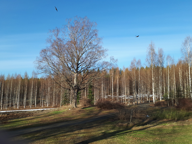 Huhtikuun viimeisenä päivänä havaittuja pääskyjä Majalahdella.