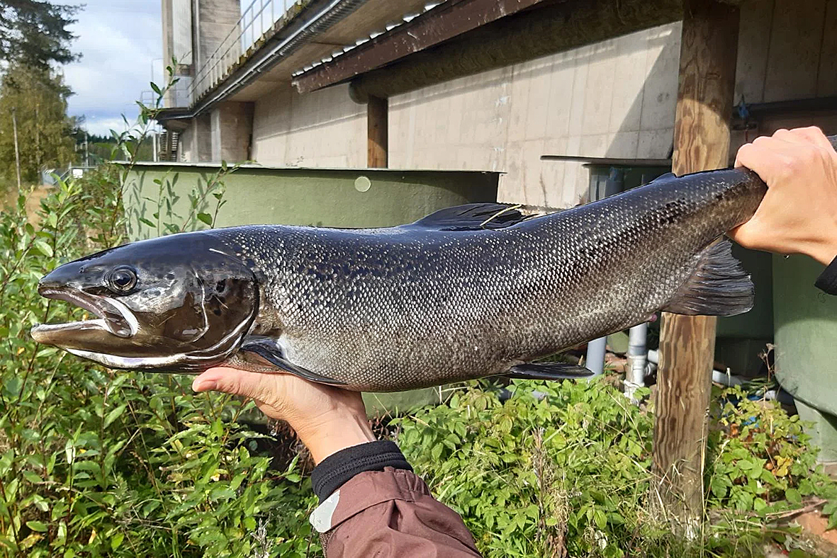 
Äärimmäisen uhanalainen saimaalainen naaraslohi. Kuva Matti Janhunen
