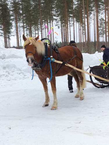 Rekeä veti Sopu-hevonen. Kuvat Elisa Hakala