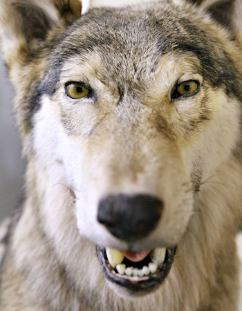 Juuassa olisi toivottu mahdollisuutta sudenmetsästykseen.