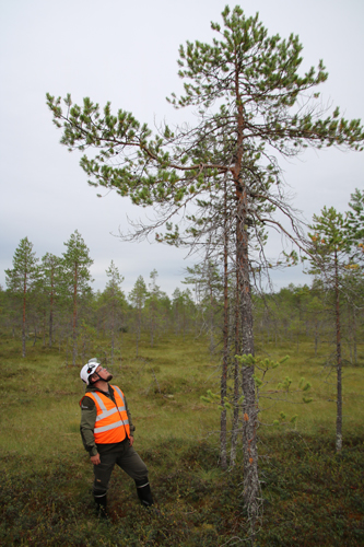 Rauli Perkiö silmäilee kitukasvuista kuusta Leväsuolla. Sen iäksi hän arvioi helposti yli 60 vuotta.