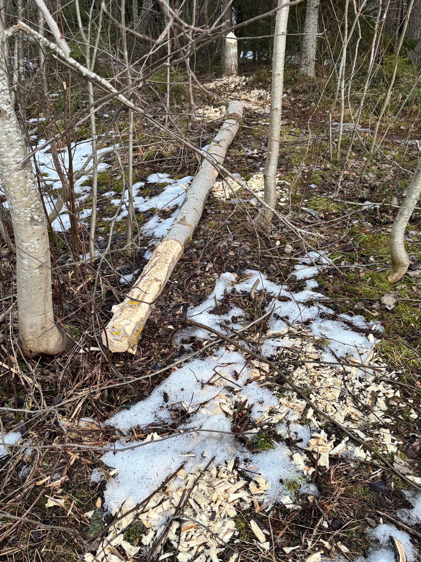 
Saiko Juuka citymajavan? Tuomo Mattila kuvasi majavan askareiden jälkiä kirkonkylän tuntumassa. 
