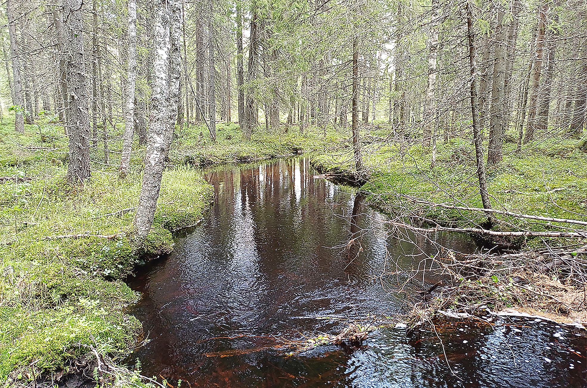 Kuvassa on Juuan kunnan mailla virtaava Korisevanpuro, jonka kunnostusta edistetään Helmi-ohjelman yhteydessä. Kuva: Kaija Eisto / Pohjois-Karjalan ELY-keskus.