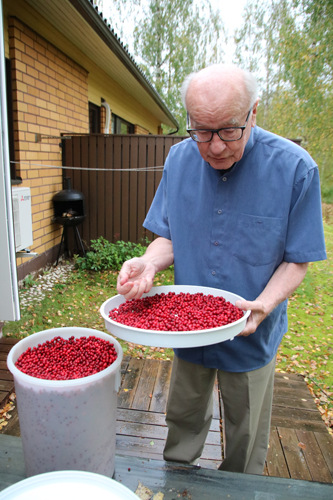 Tänä syksynä Yrjö ja Tellervo Puoskari paitsi kalastivat innokkaasti, myös keräsivät puolukoita. Helsinkiin viemisinä oli noin 150 litraa puolukoita.