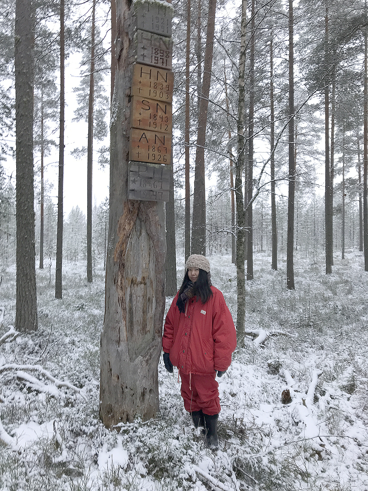 Retuniemellä sijaitseva Nuutilan suvun karsikkopetäjä innoitti Yumi Tanakan tekemään väitöskirjan.