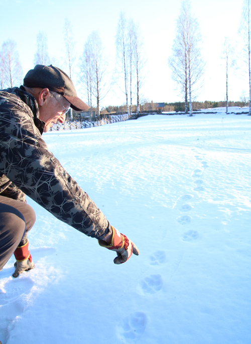 Kalevi Nekkonen osoittaa suden jälkiä lähellä Vuokon tsasounaa. Suurin kolmen suden jäljistä on läpimitaltaan lähes kymmenen senttiä.